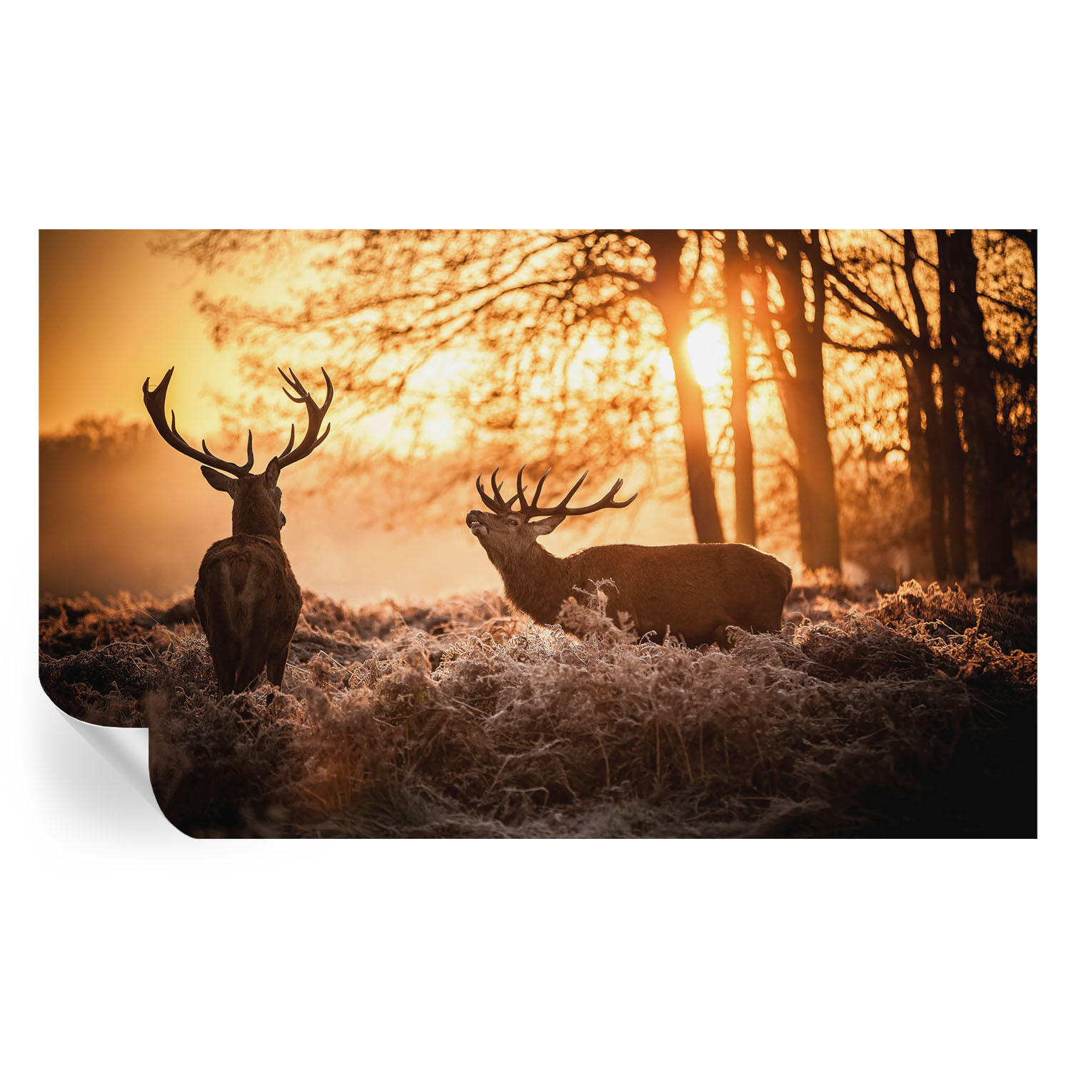 FOTOTAPETE 416x254 cm - Rehe am Morgen - Schwarz, Textil (416/254cm) - Wallfluent