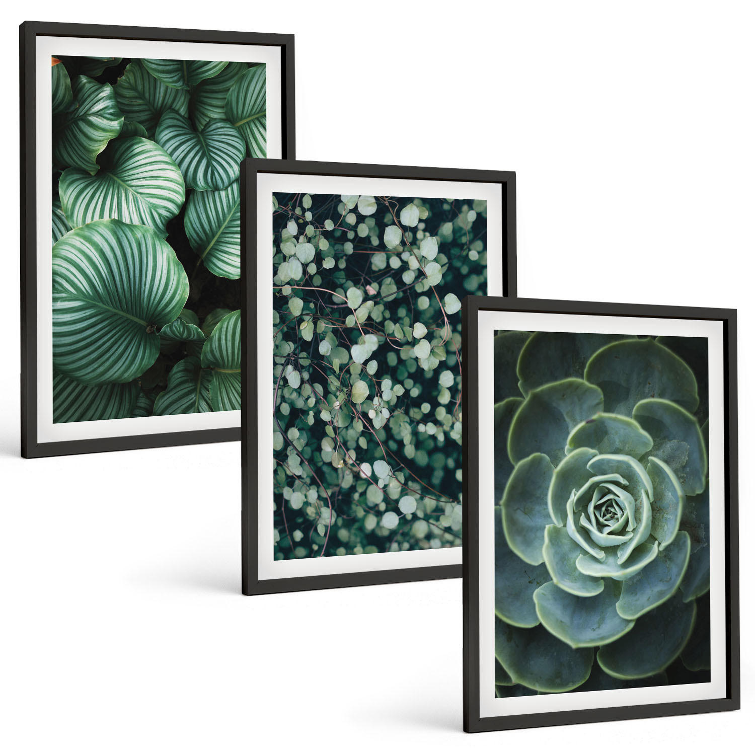 BILDER SET 3er Set - 40x60 cm Schwarzer Rahmen - Sukkulenten im Stil grüner Blätter - Schwarz, Kunststoff (40/60cm) - TULUP