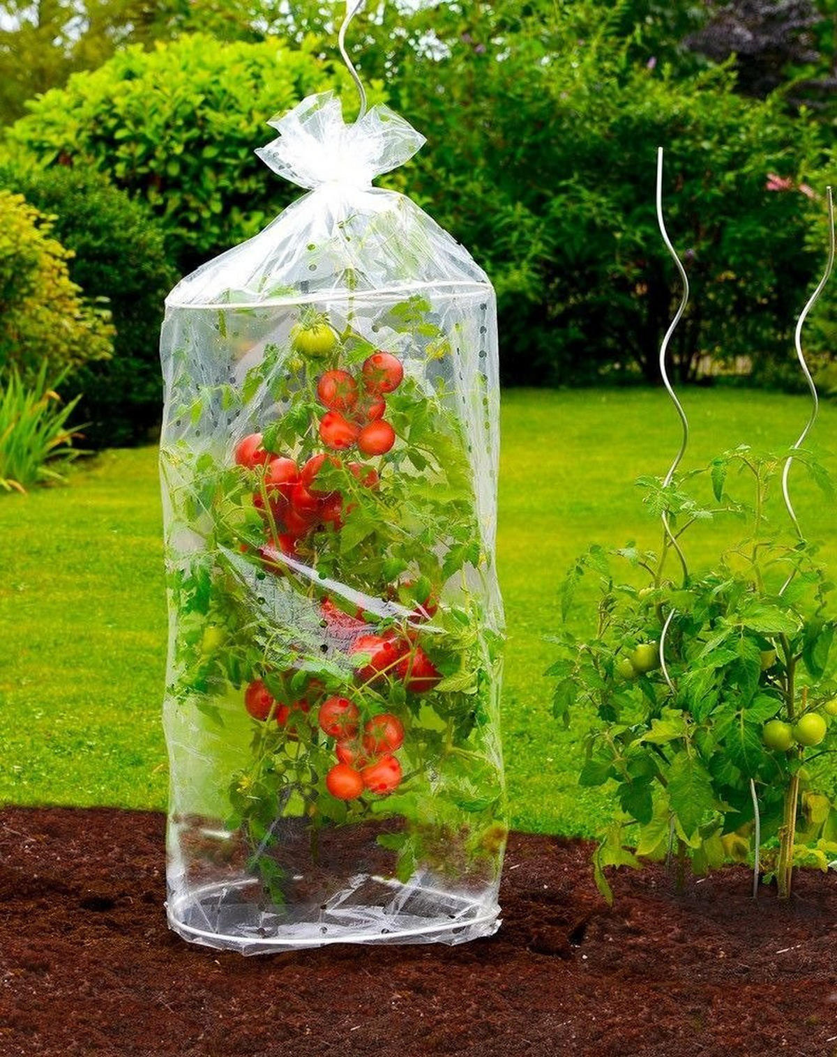 REIFEHAUBE Tomaten 2er-Set - Transparent, Kunststoff (40/130/40cm)
