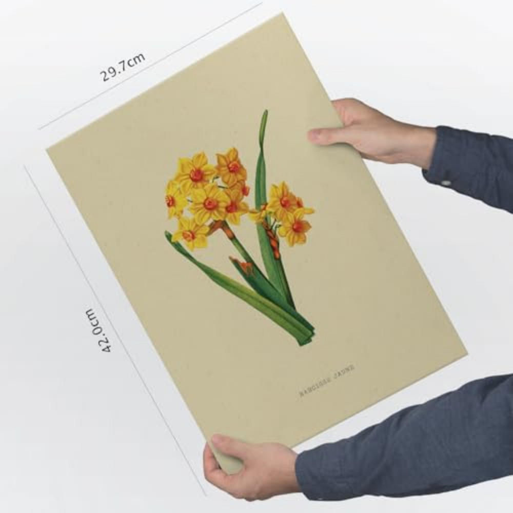 POSTER Impression Artistique Narcisse Jaune A3 Rahmenlos - Klar, Papier (29.7/5/42cm) - Nacnic