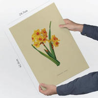 POSTER Impression Artistique Narcisse Jaune A3 Rahmenlos - Klar, Papier (29.7/5/42cm) - Nacnic