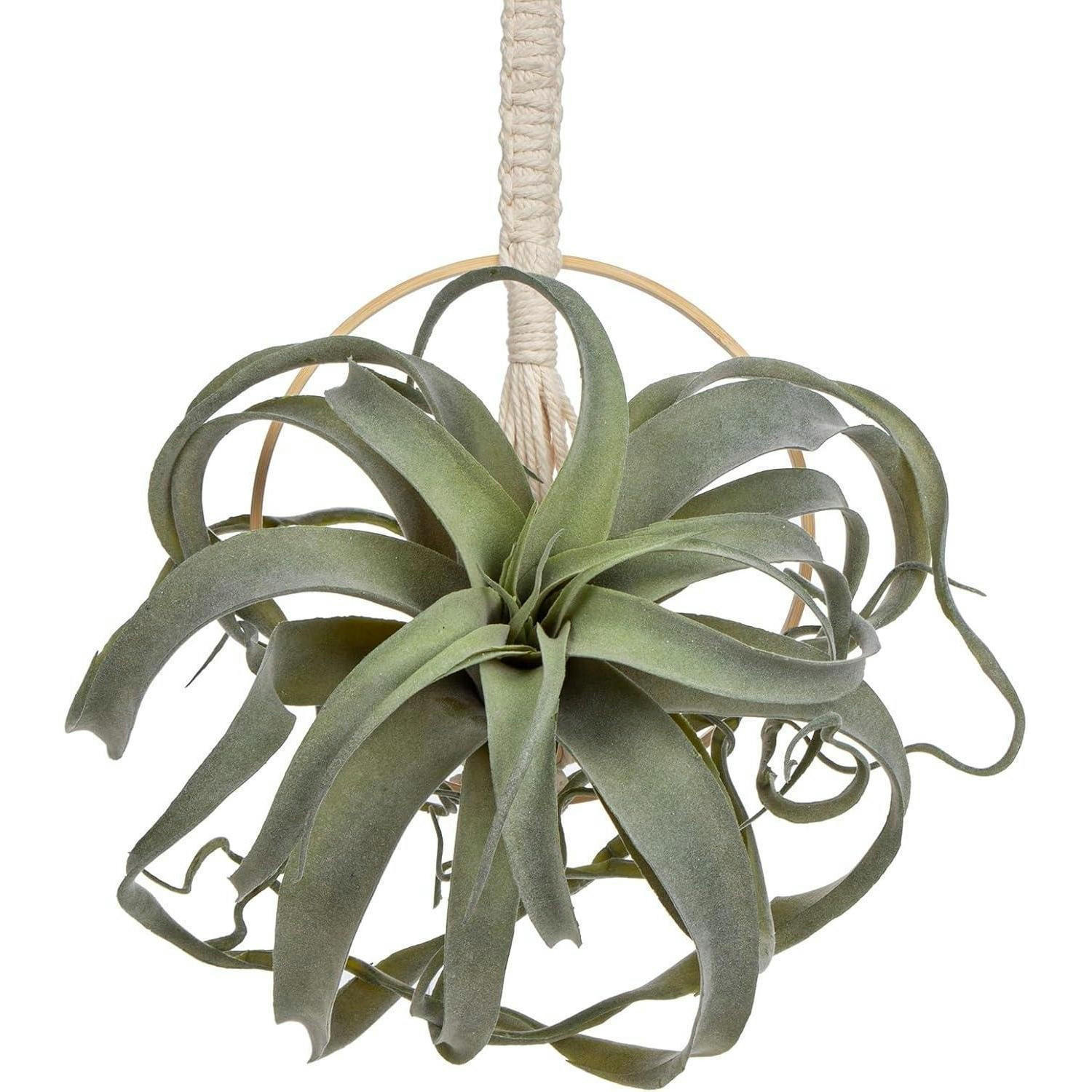 KUNSTPFLANZE Hängend Sukkulente mit Baumwollseil - Grün, Naturmaterialien (30cm)