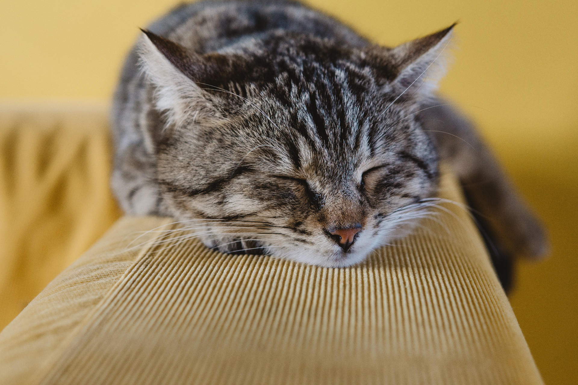 Welches Sofa bei Katze