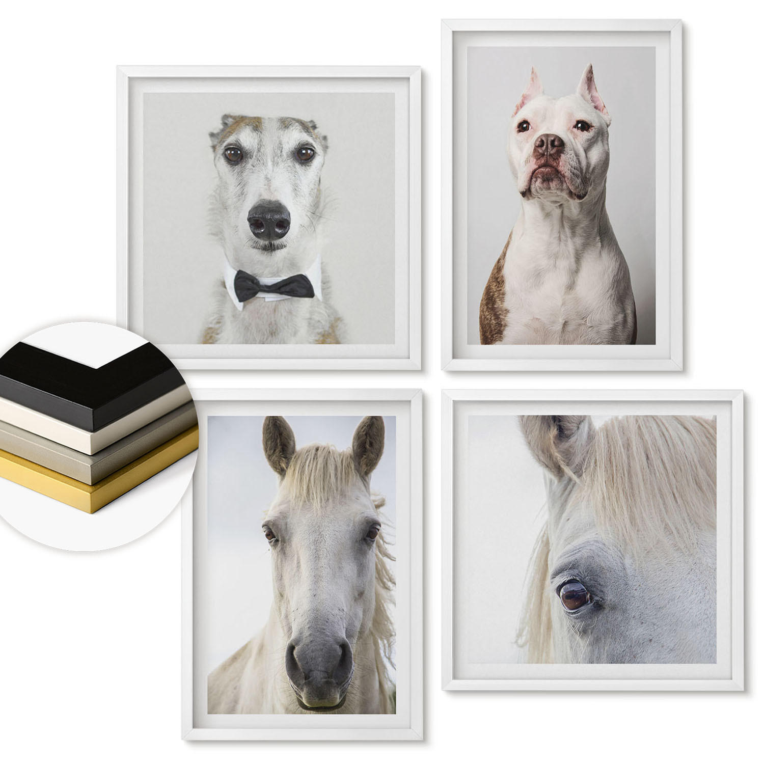 WANDBILDER 4er-Set - 50x50 cm & 40x60 cm Weißer Rahmen - Elegante Porträts von Hunden und Pferden - Weiß, Kunststoff (50/50cm) - ArtPrintCave