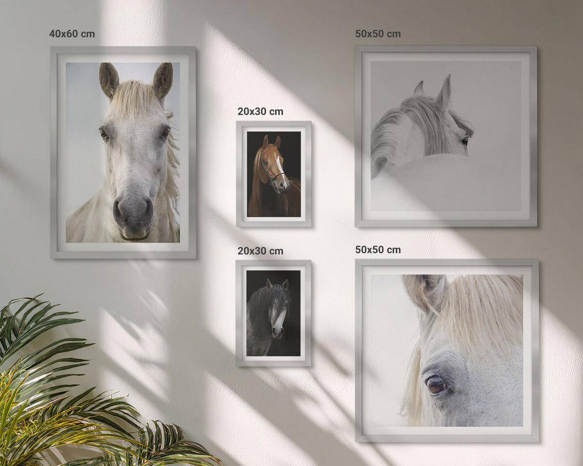 WANDBILDER 5er Set - 50x50 cm & 20x30 cm & 40x60 cm Silberner Rahmen - Pferdeporträts in Schattierungen - Silberfarben, Kunststoff (40/60cm) - ArtPrintCave