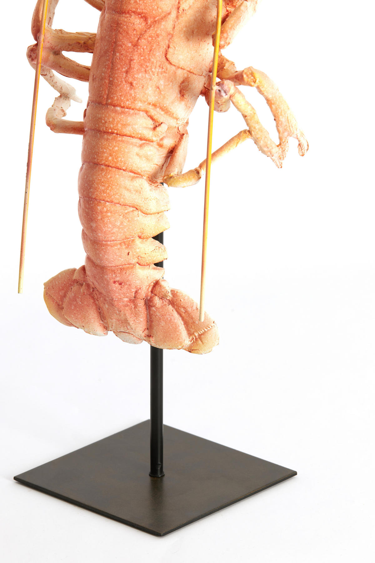 ORNAMENT Lobster Orange 25/14/56.5 cm - Orange, Kunststoff (14/56.5/25cm) - Light & Living