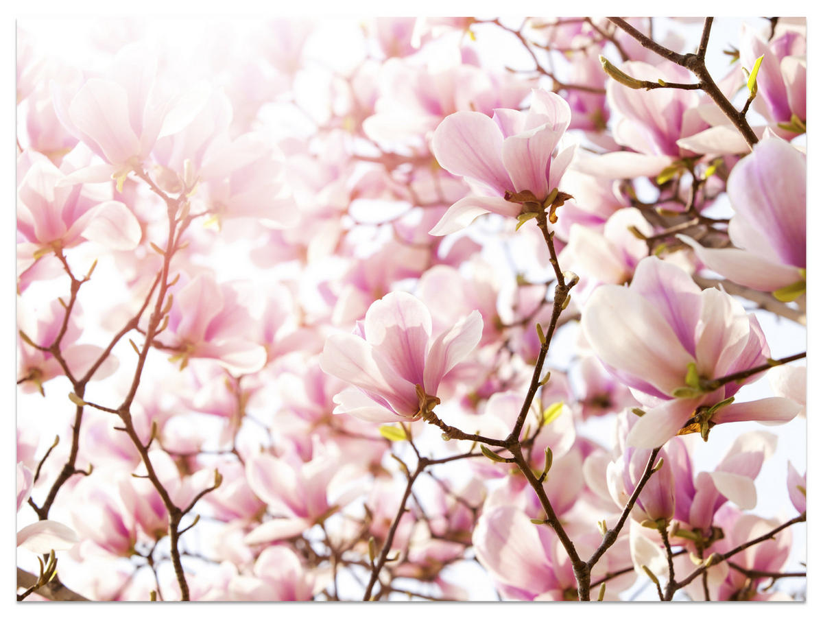 FOTOTAPETA Pre Spálňu Ružové Kvety Magnólie Florálna Jemná 500 x 350 cm - hnedá/ružová, papier (500/350cm) - Muralo