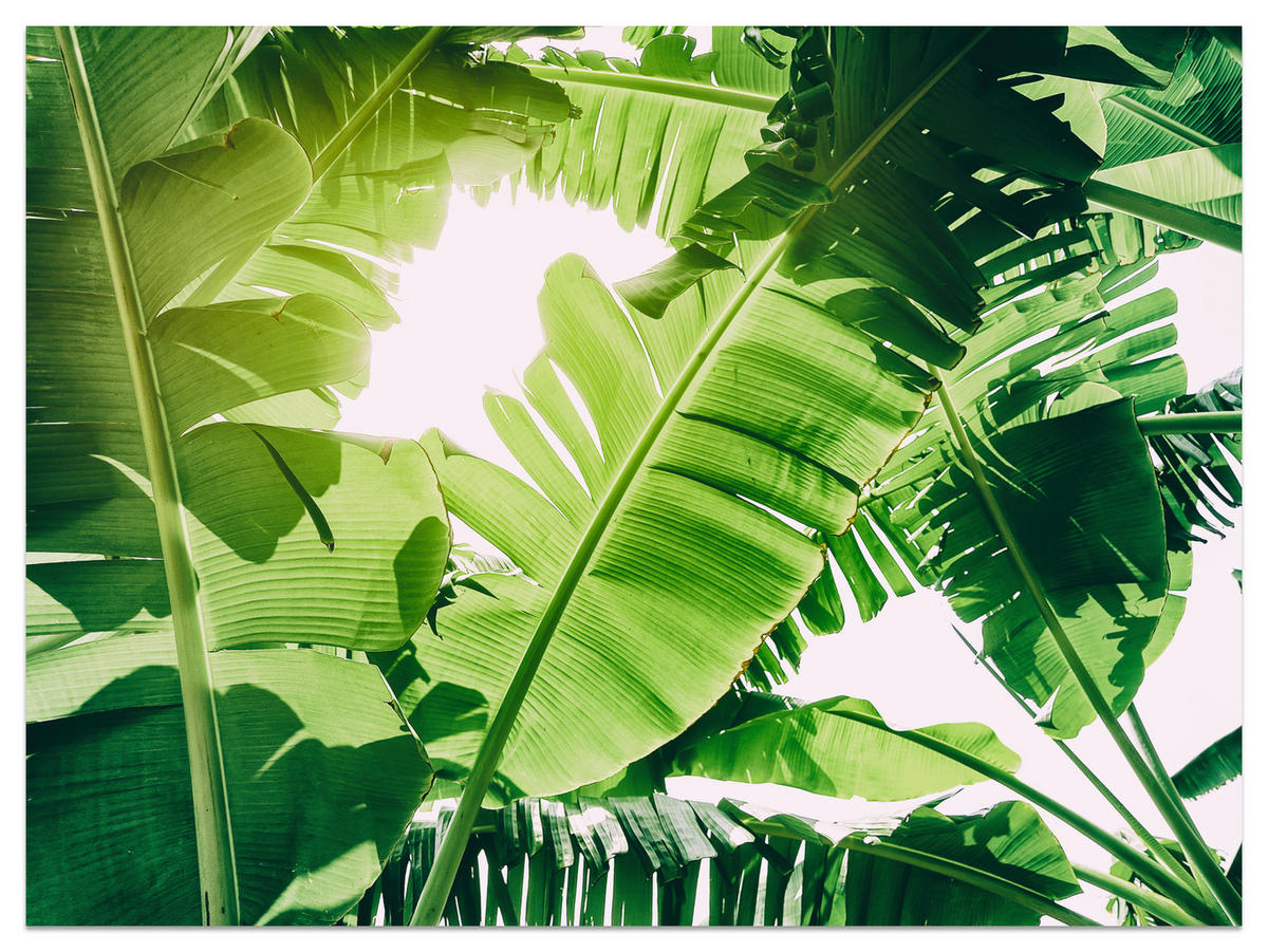 FOTOTAPETA Pre Obývaciu Izbu Banánovník Zelené Listy Tropická 450 x 315 cm - biela/zelená, papier (450/315cm) - Muralo