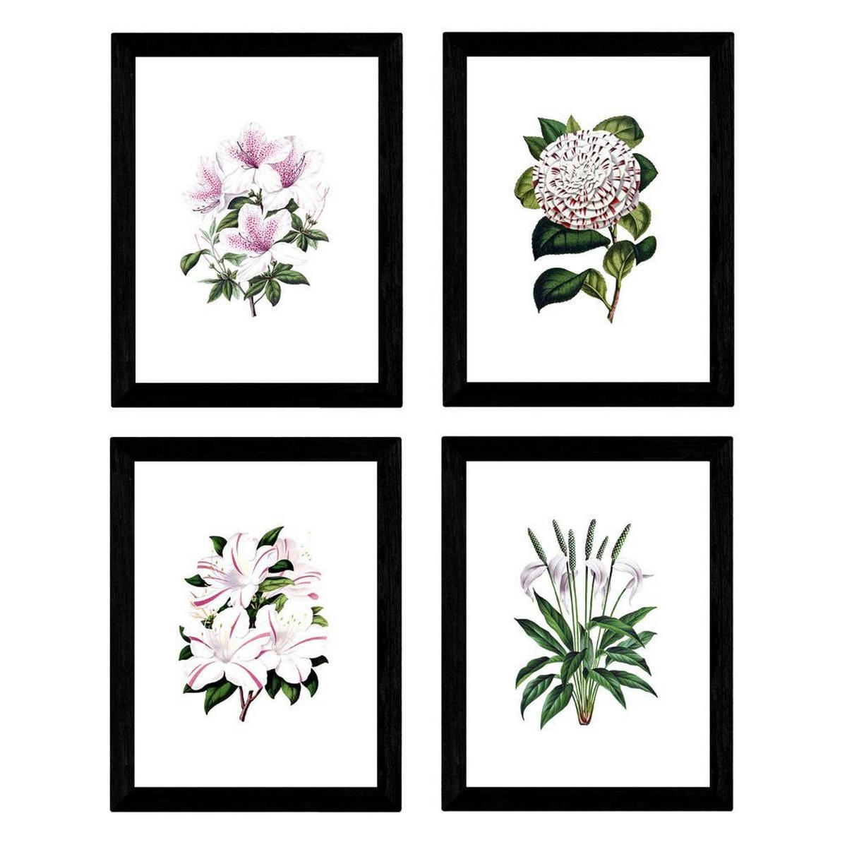 POSTER Set mit 4 Botanische Weiß Hintergrund Lila Blumen A3 Rahmenlos - Klar, Papier (29.7/3cm) - Nacnic