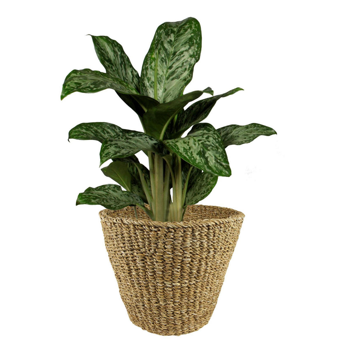BLUMENTOPF Jip Natur Hellbraun XL 37x31cm - Naturfarben, Naturmaterialien (37/31cm) - Green boutiQ