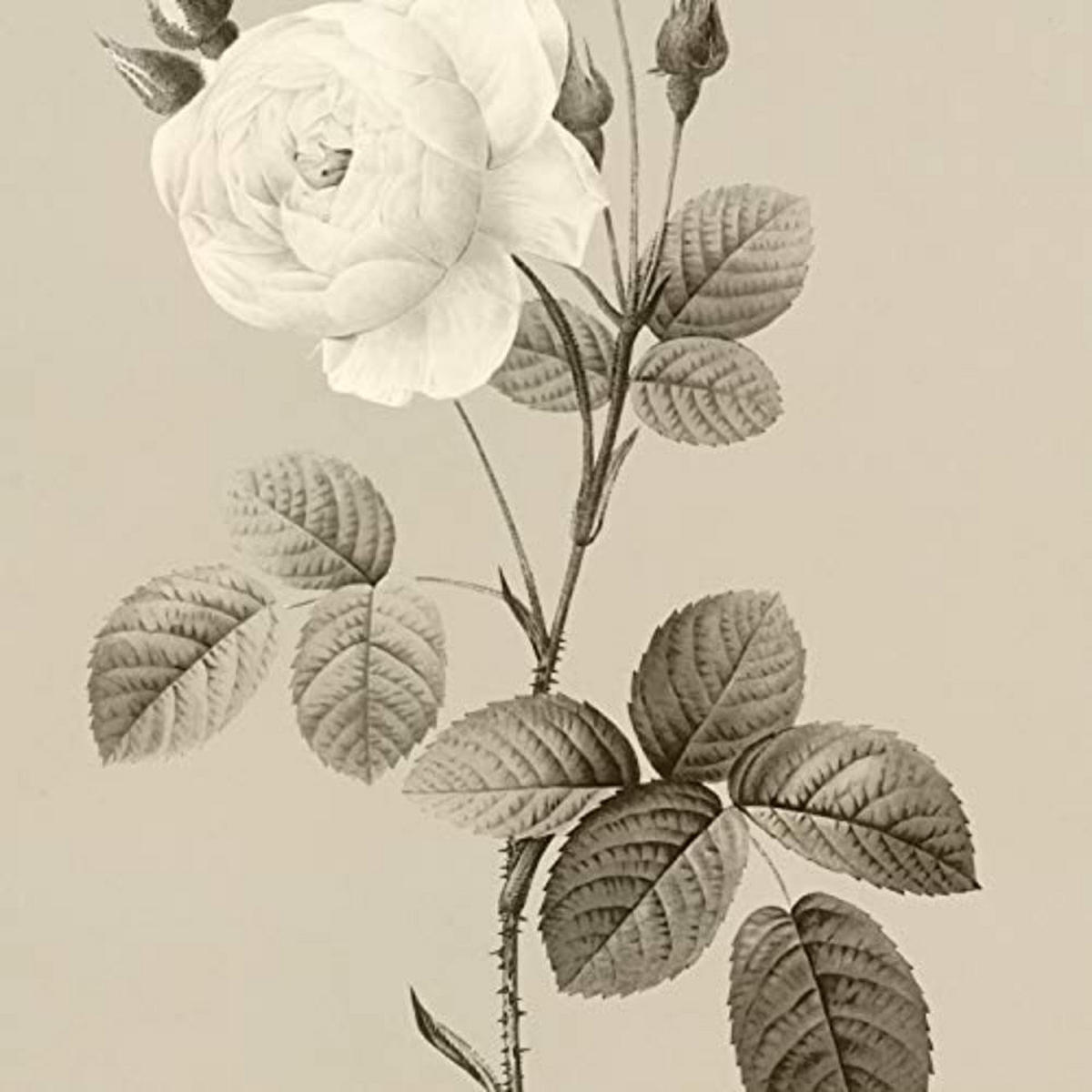 POSTER Set mit 4 Botanische Jahrgang Hintergrund helle Blumen A3 Rahmenlos - Klar, Papier (29.7/3cm) - Nacnic