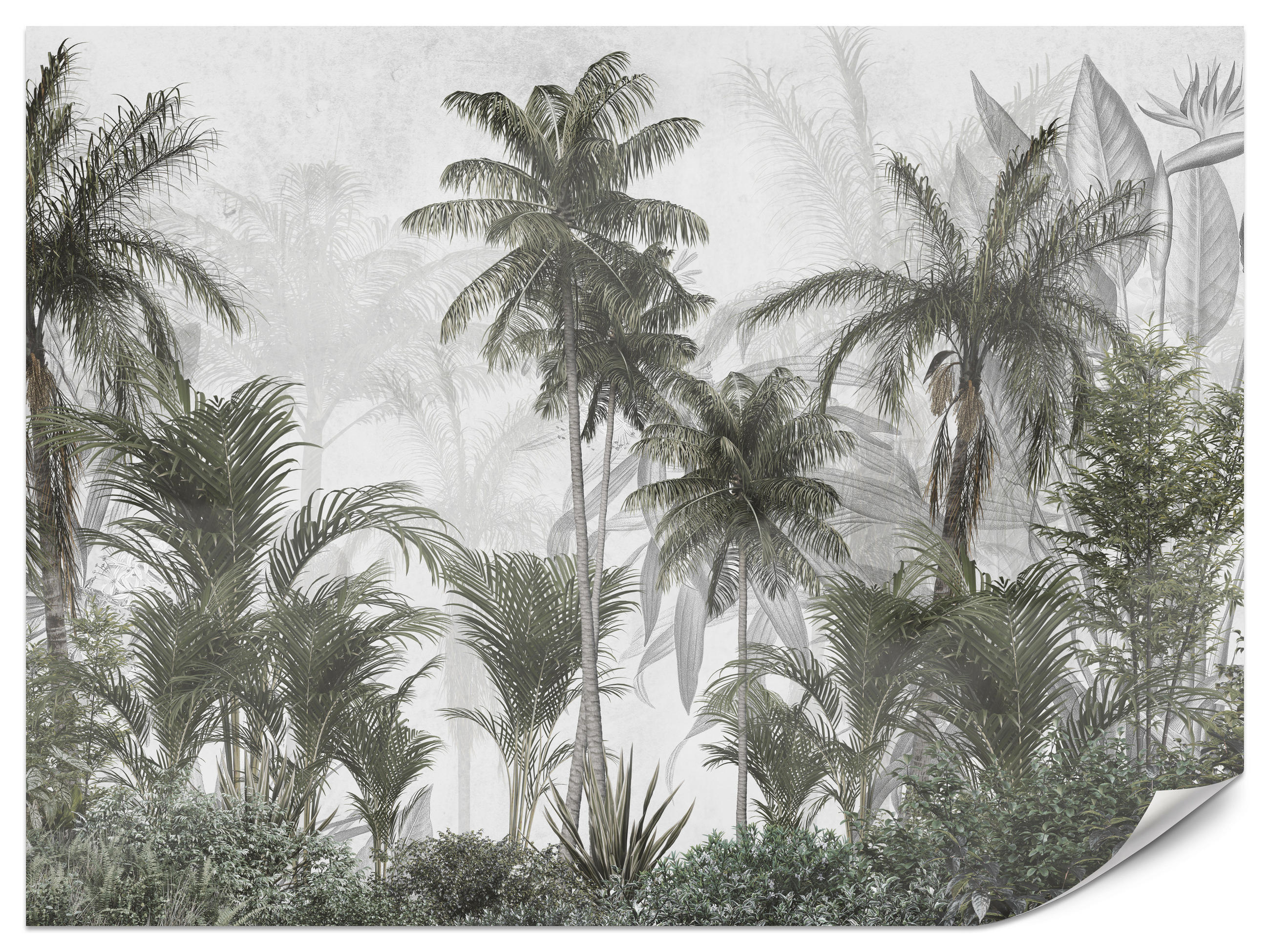 FOTOTAPETE für Wohnzimmer Natur Hohe Palmen Bäume Tropisch 500x350 - Grau/Grün, Papier (500/350cm) - Muralo