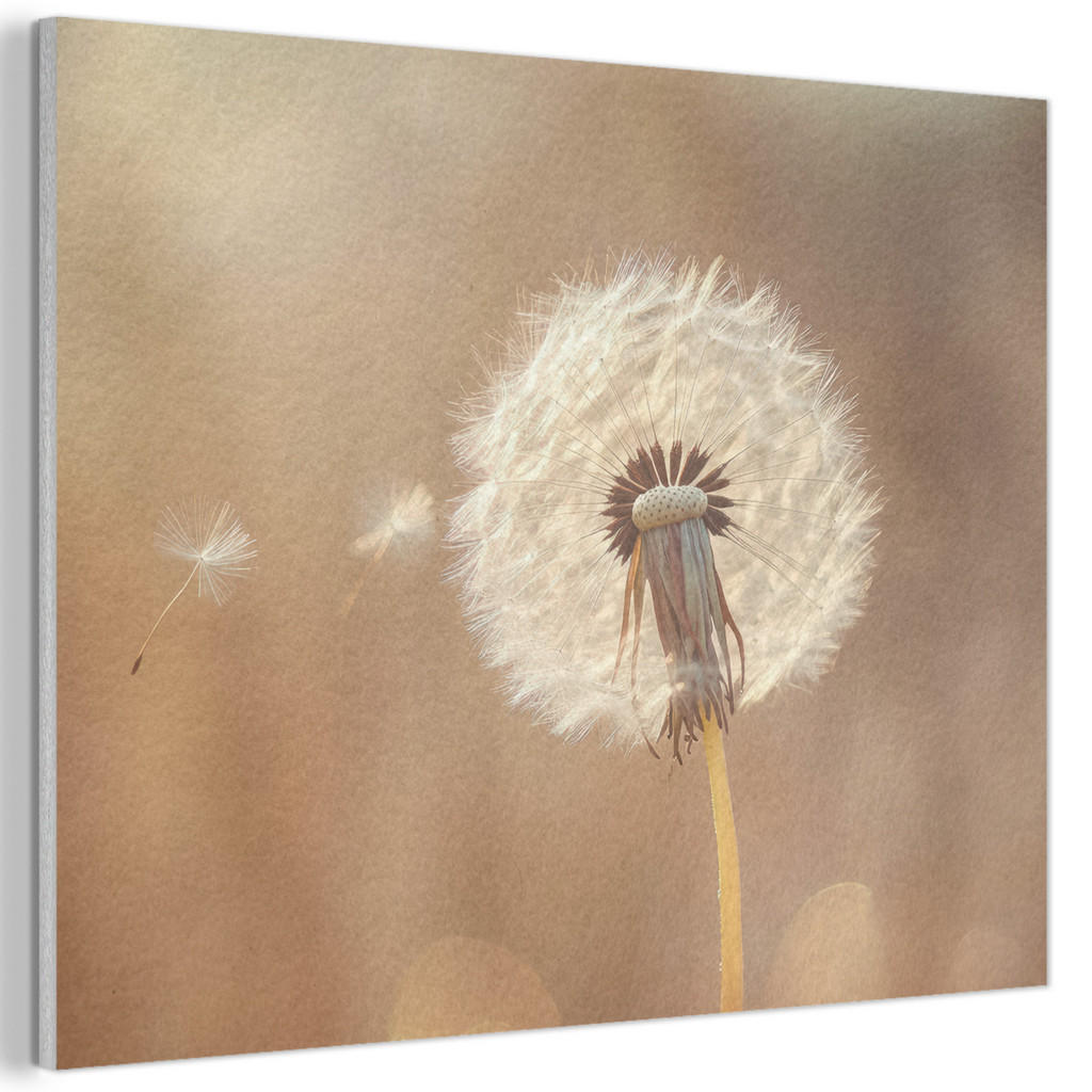 MuchoWow AKUSTICKÝ obraz Pampeliška - Béžová - Příroda - Květina 80x60 cm
