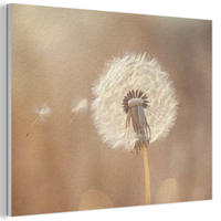 AKUSTIKBILD Löwenzahn - Beige - Natur - Blume Wanddeko 70x50 cm - Hellbraun, Kunststoff (70/50/0.9cm) - MuchoWow