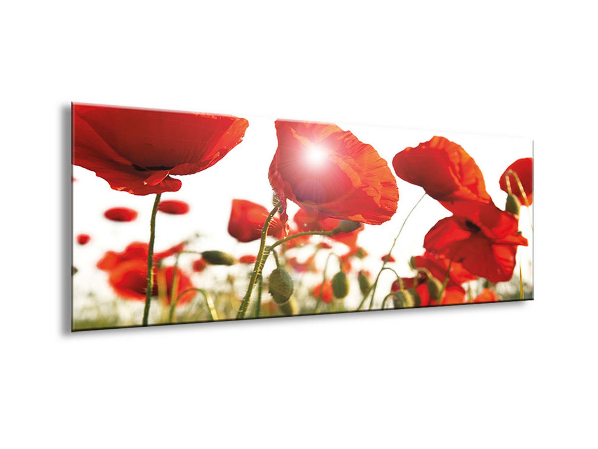 GLASBILD 80x30 cm Mohnblumen Rot - Weiß, Glas (80/30cm) - artissimo