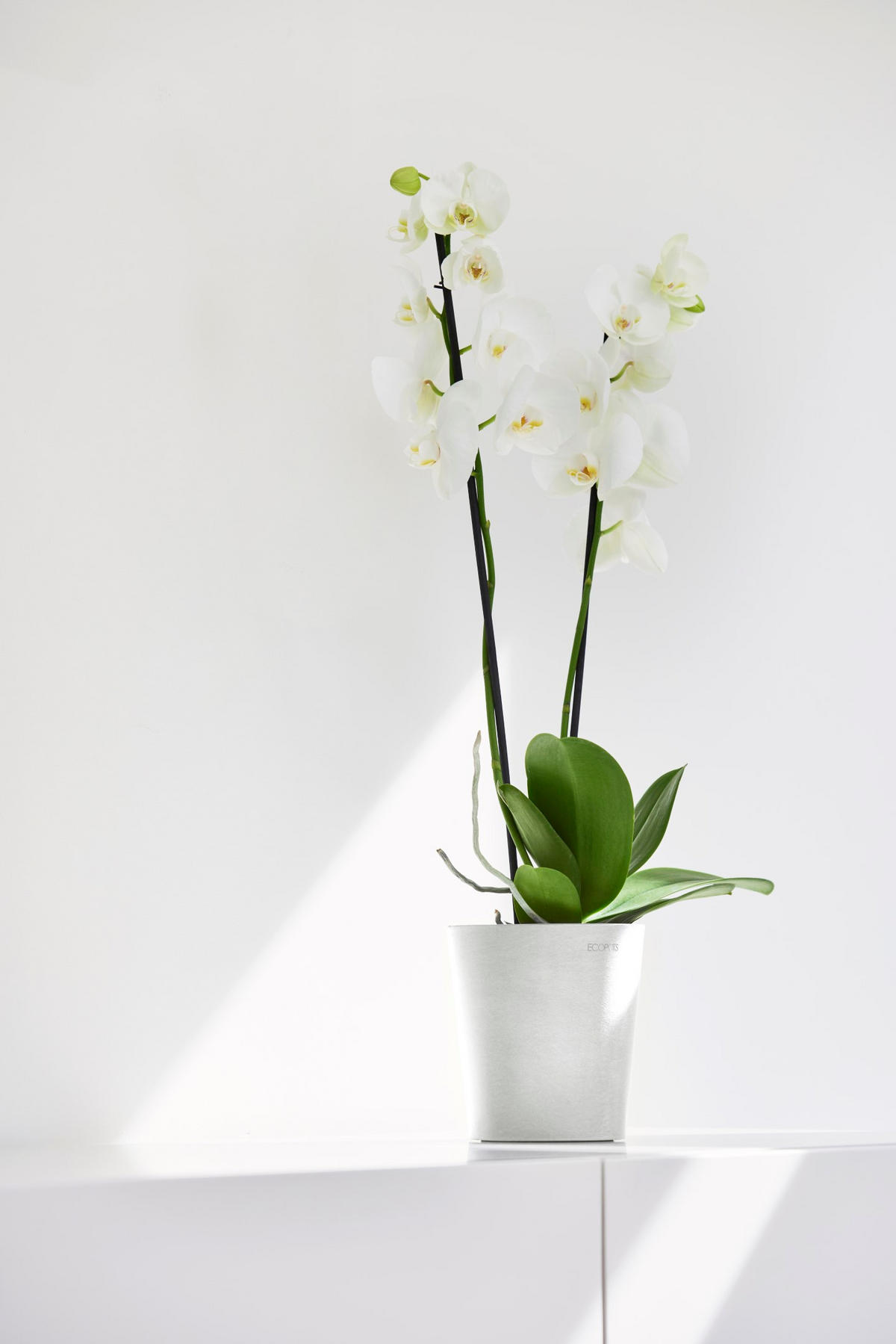 BLUMENTOPF Morinda Orchid 14/15 cm Weiß - Weiß, Kunststoff (14/15cm) - Ecopots