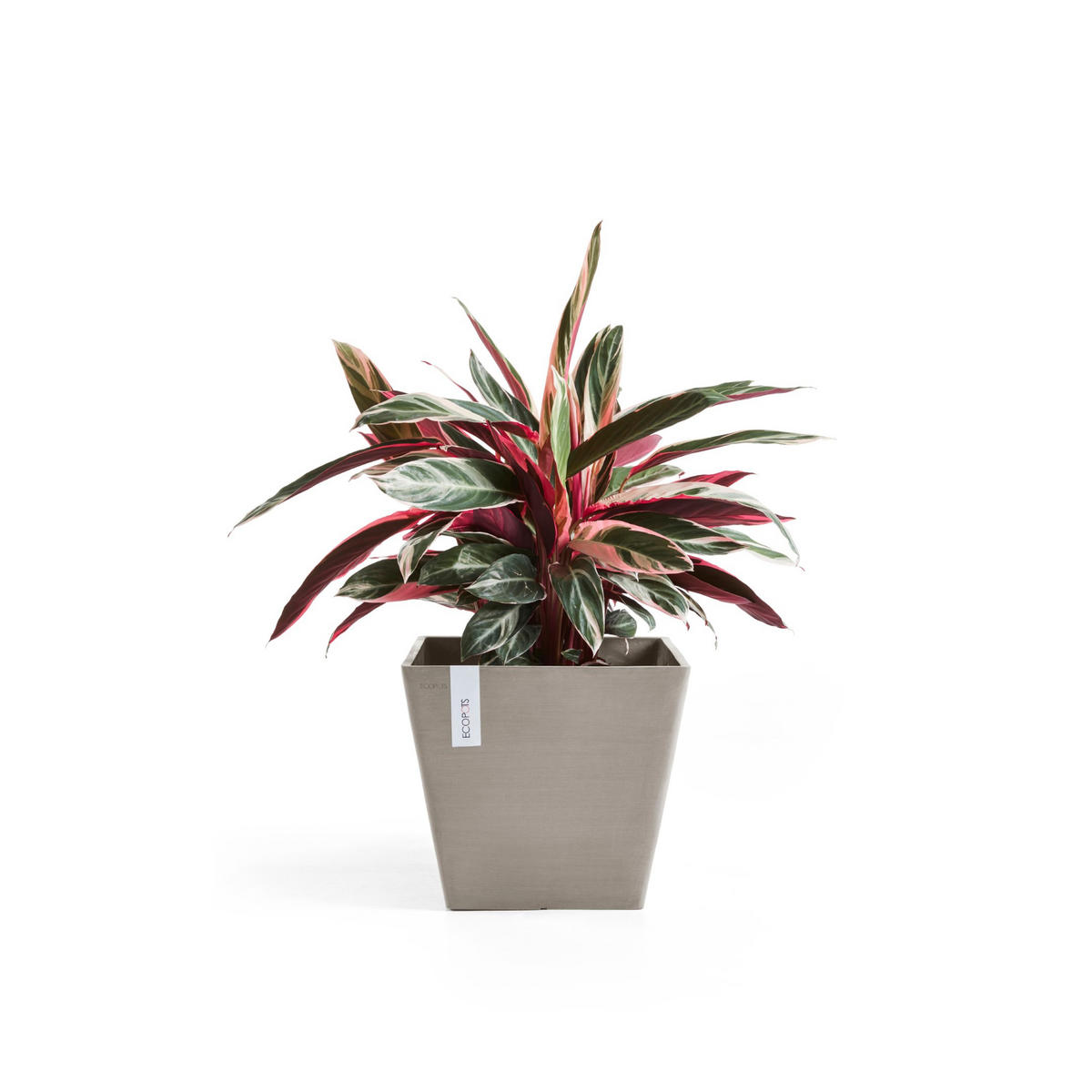 BLUMENTOPF Rotterdam 29,5/29,5/26,4 cm Taupe - Taupe, Kunststoff (29.5/26.4cm) - Ecopots