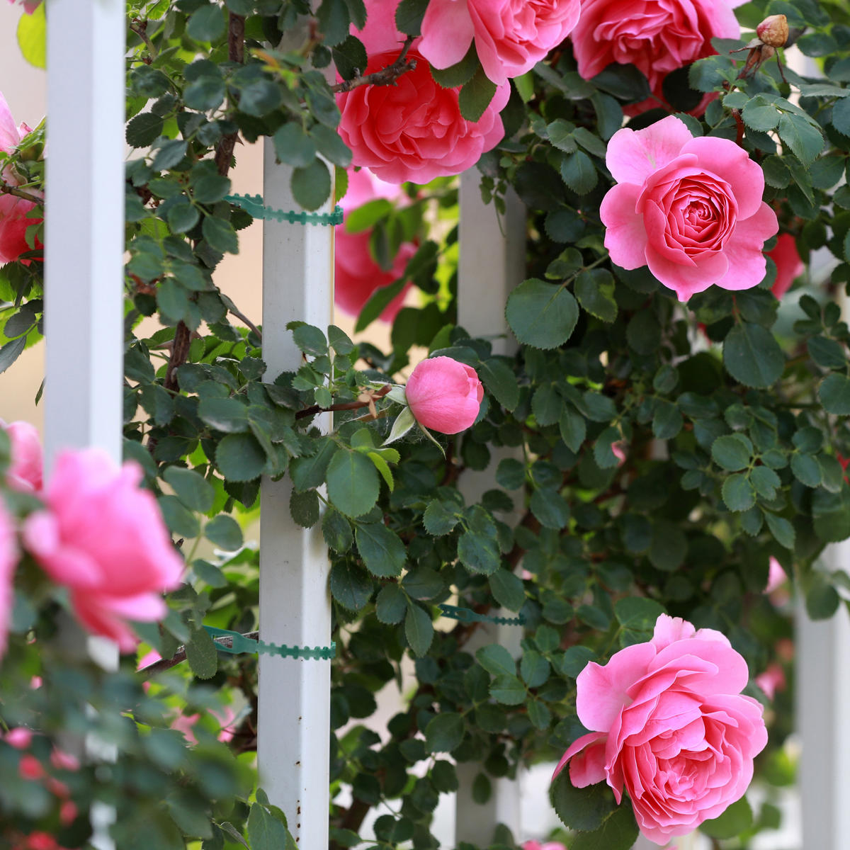 200XVEZICE - tamno zelena, plastika (0.7/14/0.2cm) - Relaxdays