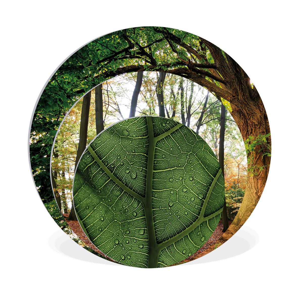 BILDERSET 3er-Set rund 55/40/25 cm Wald - Braun, Kunststoff (55/55cm) - artissimo