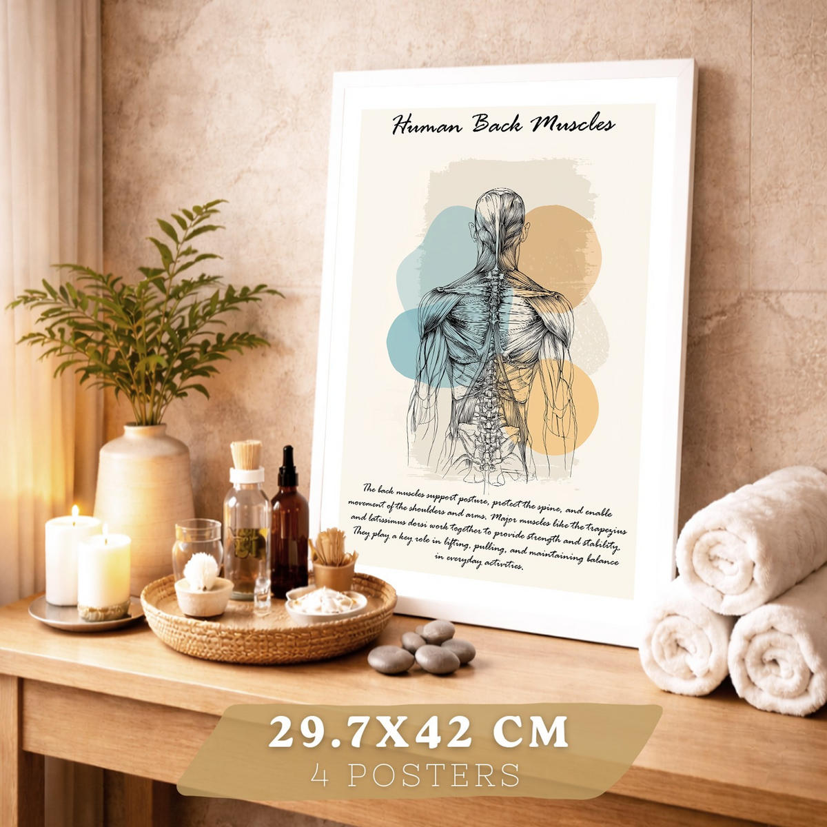 POSTER Set aus 4 Anatomie Mensch Lernposter Drucke und Wandbilder mit Muskeln Rücken Rippen Gehirn und Schädel Modernes Design Größe Weißer Rahmen A3 - Weiß, Papier (29.7/42/3cm) - Nacnic