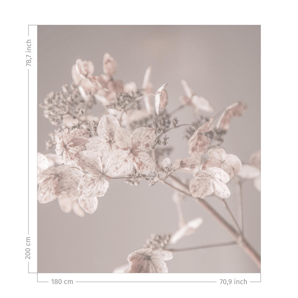 DUSCHVORHANG Zarte weiße Hortensie 180/200 cm - Beige, Textil (180/200cm) - Bilderwelten