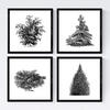 POSTER Set mit 4 Bädern Bäume und Sträucher weißer Hintergrund 30x30 cm Rahmenlos - Klar, Papier (30/3cm) - Nacnic