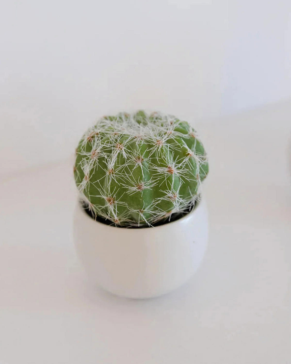 KUNSTPFLANZE Künstliche Sukkulenten Kaketeen 3 Stück - Bambo 8 cm, weißer Keramiktopf - Grün, Kunststoff (8cm) - aplanta