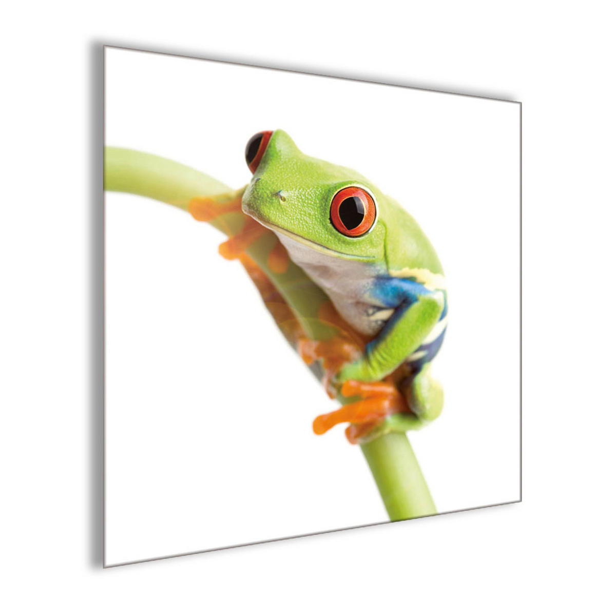 GLASBILD 30×30 cm Frosch - Weiß, Glas (30/30cm) - artissimo
