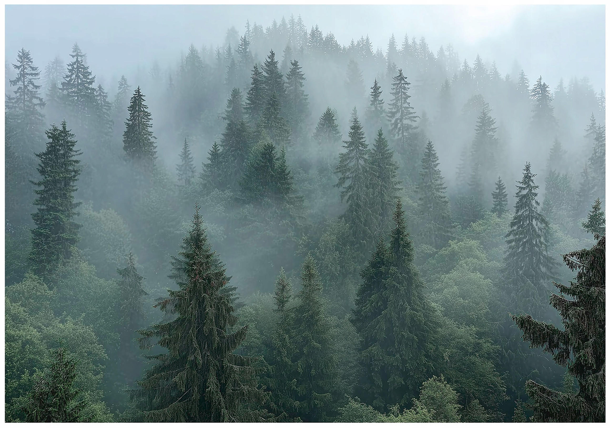 FOTOTAPETE Wald Nebel 3D Effekt Natur Wohnzimmer 350x250 - Multicolor, Papier (350/250cm) - Wallarena