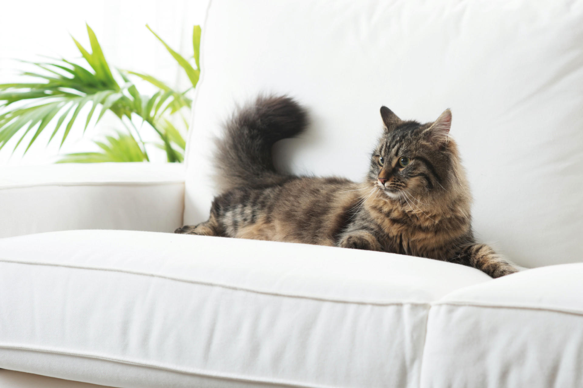 Katzenurin Entfernen Hunde Katzenurin Aus Couch Entfernen Xxxlutz