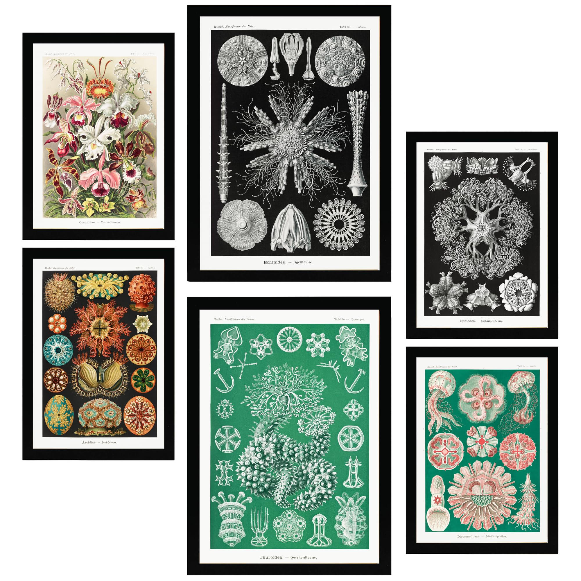 POSTER Set Mit 6 Botanisch Blumig A3 & A4 Schwarzer Rahmen - Schwarz, Papier (29/3cm) - Nacnic