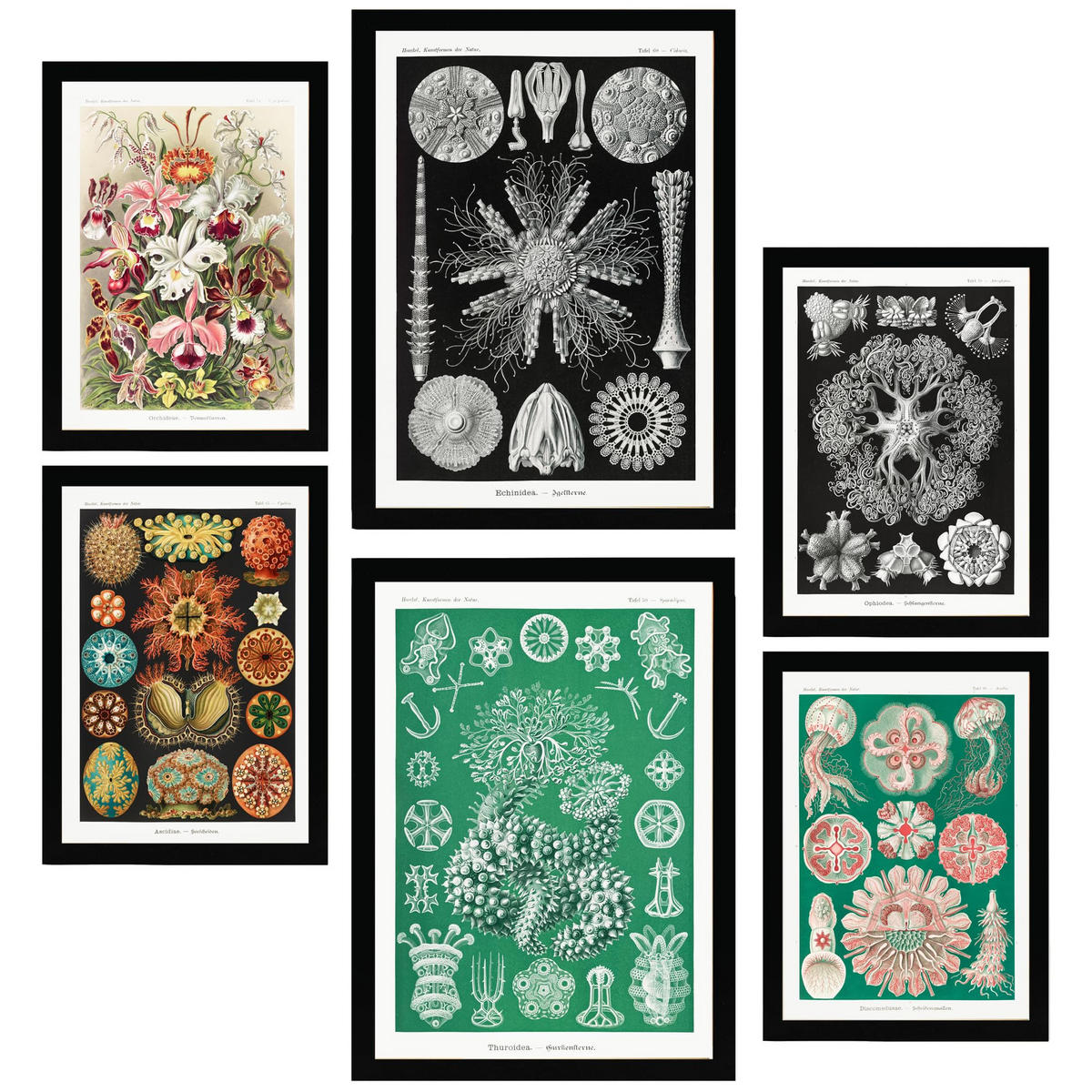 POSTER Set Mit 6 Botanisch Blumig A3 & A4 Schwarzer Rahmen - Schwarz, Papier (29/3cm) - Nacnic