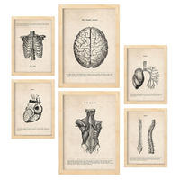 POSTER Set Mit 6 Oberkörper Medizinische Illustrationen Im Vintage Stil Von Anatomie, Körperteilen, Knochen Und Muskeln A3 & A4 Rahmen Aus Hellem Holz - Beige, Papier (29/3cm) - Nacnic