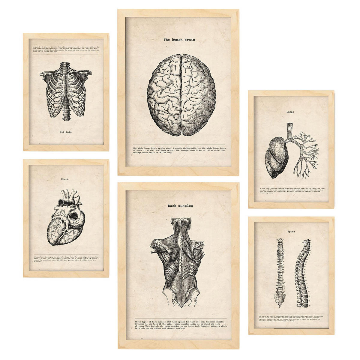 POSTER Set Mit 6 Oberkörper Medizinische Illustrationen Im Vintage Stil Von Anatomie, Körperteilen, Knochen Und Muskeln A3 & A4 Rahmen Aus Hellem Holz - Beige, Papier (29/3cm) - Nacnic