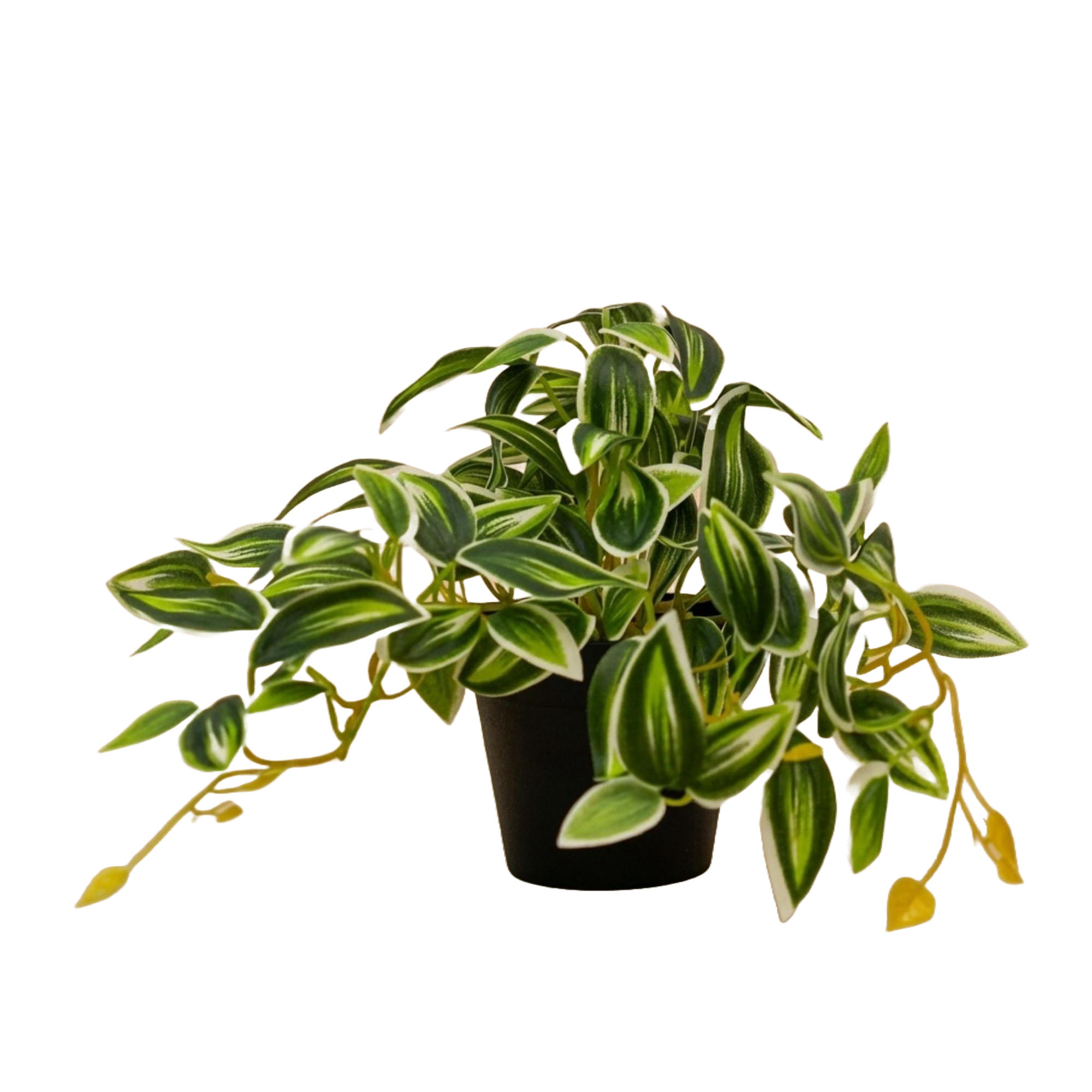KUNSTPFLANZE Tradescantia Gruen-Weiss im Topf 19cm - Schwarz/Grün, Kunststoff (17cm) - Trendhero