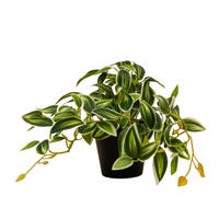 KUNSTPFLANZE Tradescantia Gruen-Weiss im Topf 19cm - Schwarz/Grün, Kunststoff (17cm) - Trendhero