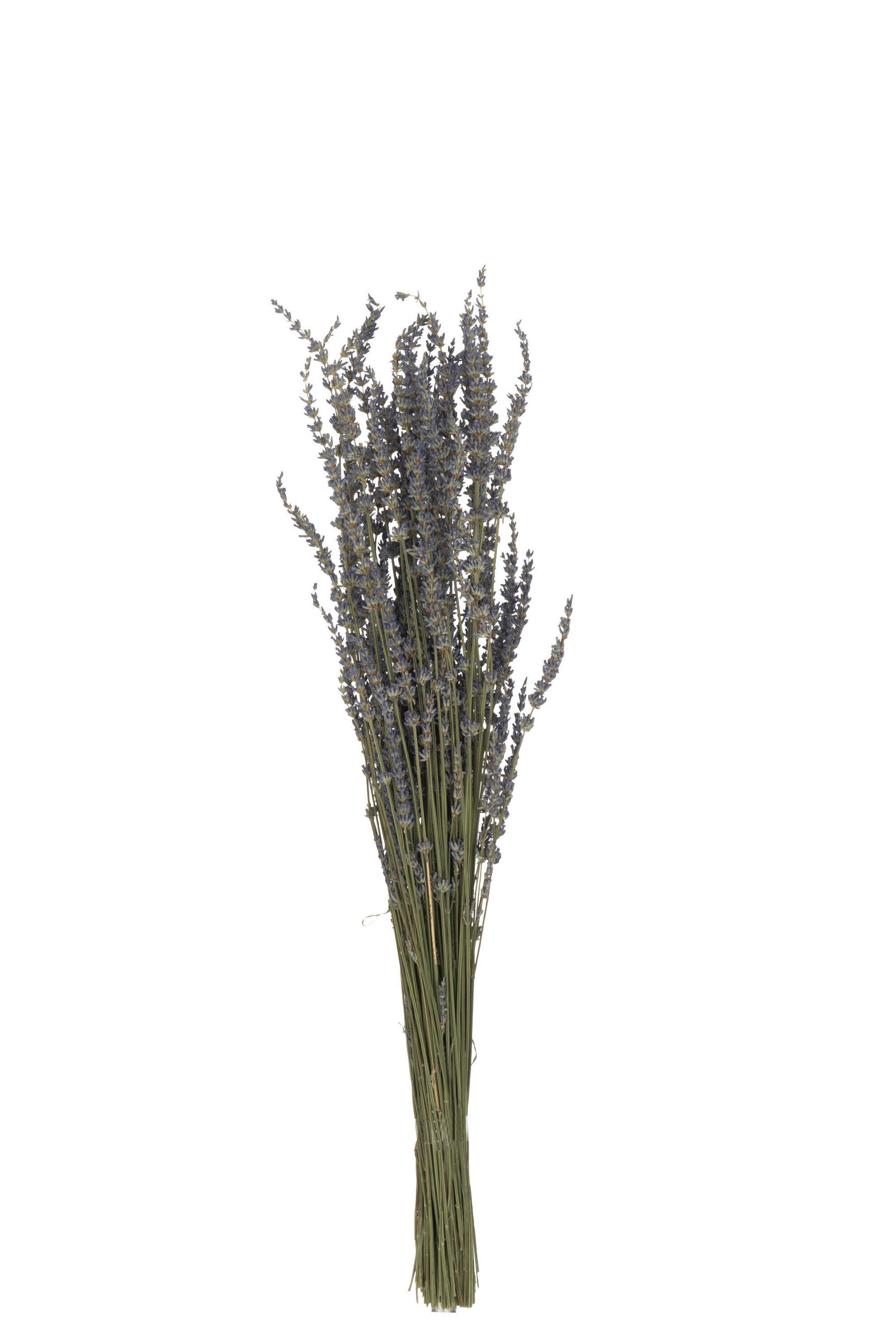 TROCKENBLUMEN Lavendel – Schilf – Lila - Lila, Naturmaterialien (73cm) - J-Line