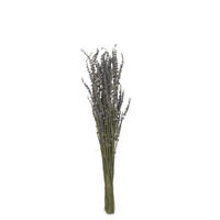 TROCKENBLUMEN Lavendel – Schilf – Lila - Lila, Naturmaterialien (73cm) - J-Line