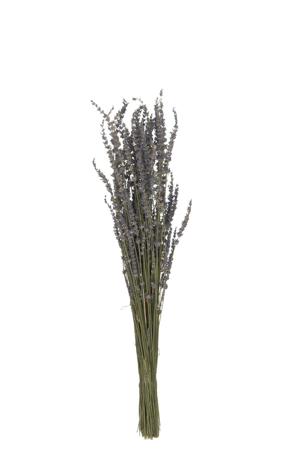 TROCKENBLUMEN Lavendel – Schilf – Lila - Lila, Naturmaterialien (73cm) - J-Line
