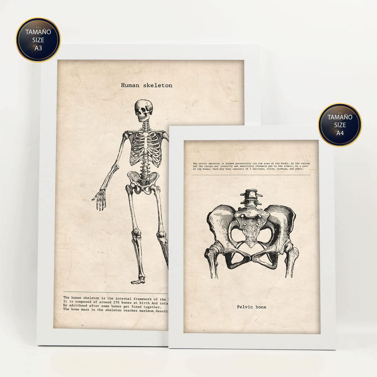 POSTER Set Mit 6 Knochenanatomie Größe A3 & A4 Weißer Rahmen - Weiß, Papier (29.7/1cm) - Nacnic