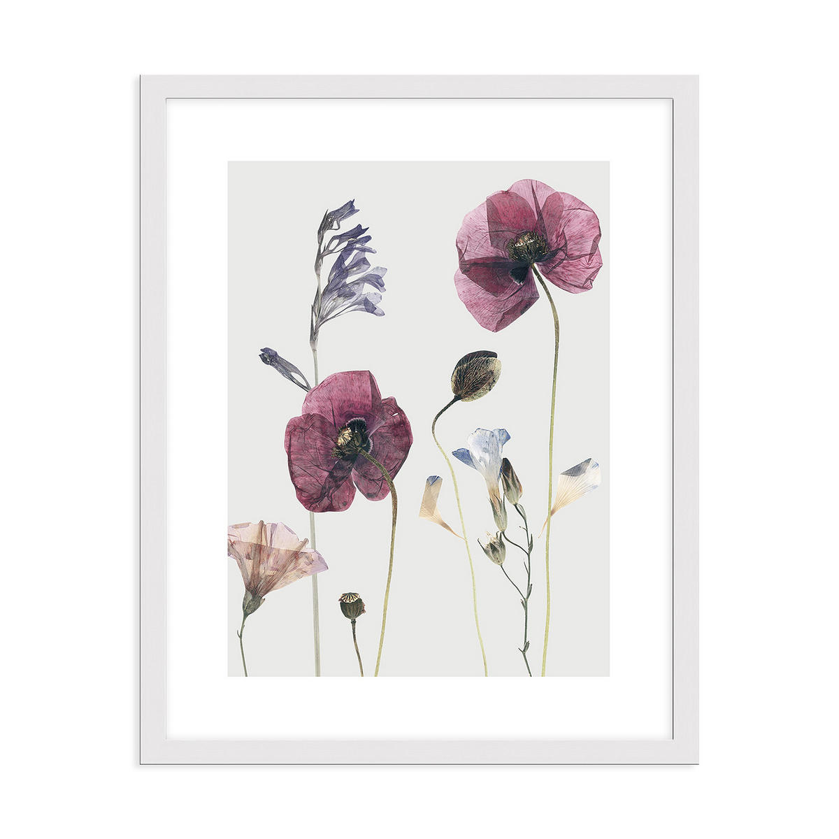 POSTER mit Rahmen 40x50 cm Mohn-Blumen rosé natur - Weiß, Holz (41/51cm) - artissimo
