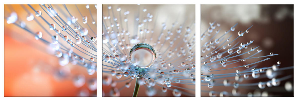 BILDER-SET aus Glas je 50x50 cm Pusteblume orange - Silberfarben, Glas (150/50cm) - artissimo