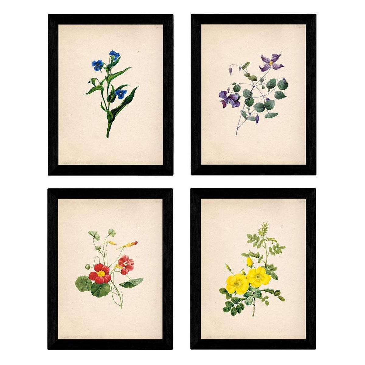 POSTER Set mit 4 Botanische Papier Hintergrund farbige Blumen A3 Rahmenlos - Klar, Papier (29.7/3cm) - Nacnic