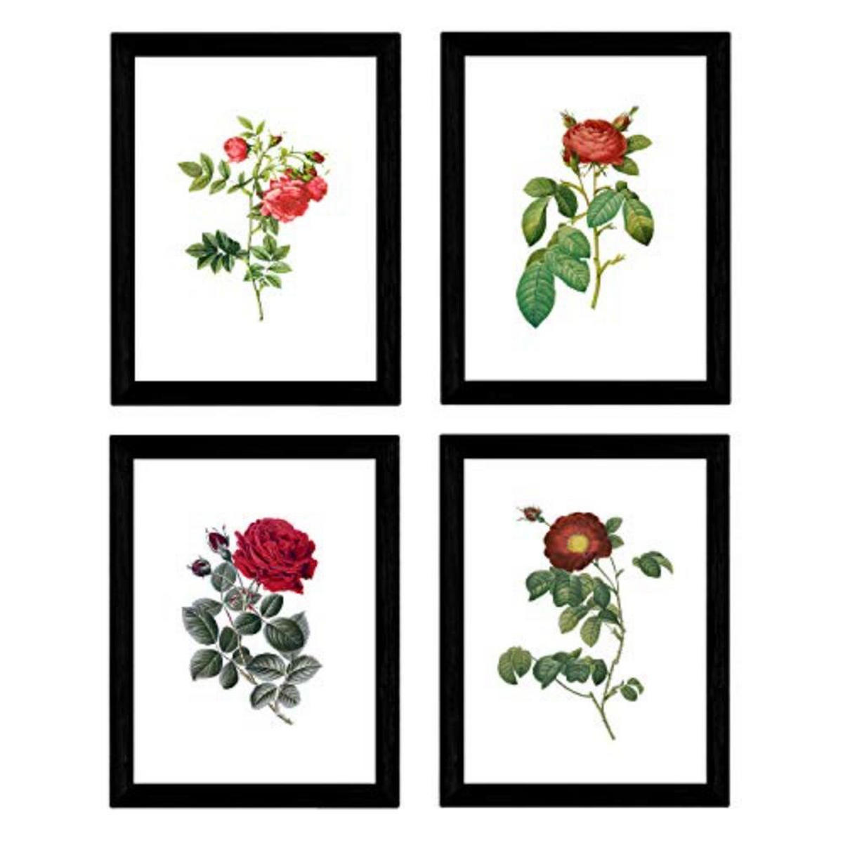 POSTER Set mit 4 Botanischen Stils Rosenkranz Weiß A3 Rahmenlos - Klar, Papier (29.7/3cm) - Nacnic