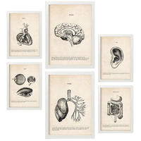 POSTER Set Mit 6 Organanatomie Größe A3 & A4 Weißer Rahmen - Weiß, Papier (29.7/1cm) - Nacnic