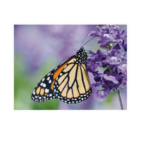 LEINWANDBILD Schmetterling 50x70cm - Multicolor, Kunststoff (70/1cm) - Art for the Home