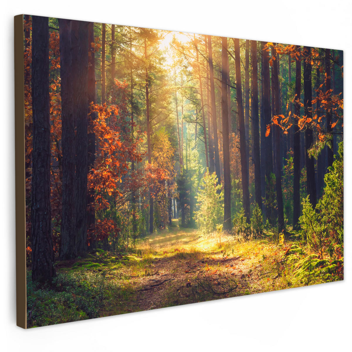 LEINWANDBILD Wald - Herbst - Bäume Wohnzimmer 120x80 cm - Dunkelgrün, Textil (120/80cm) - MuchoWow