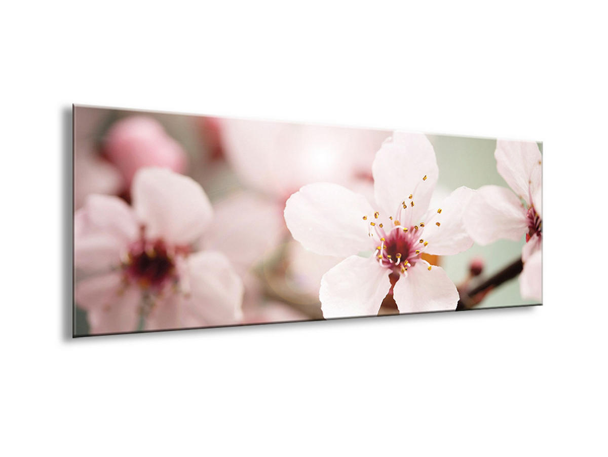 GLASBILD 80x30 cm Kirschblüte Salbei Grün - Beige, Glas (80/30cm) - artissimo