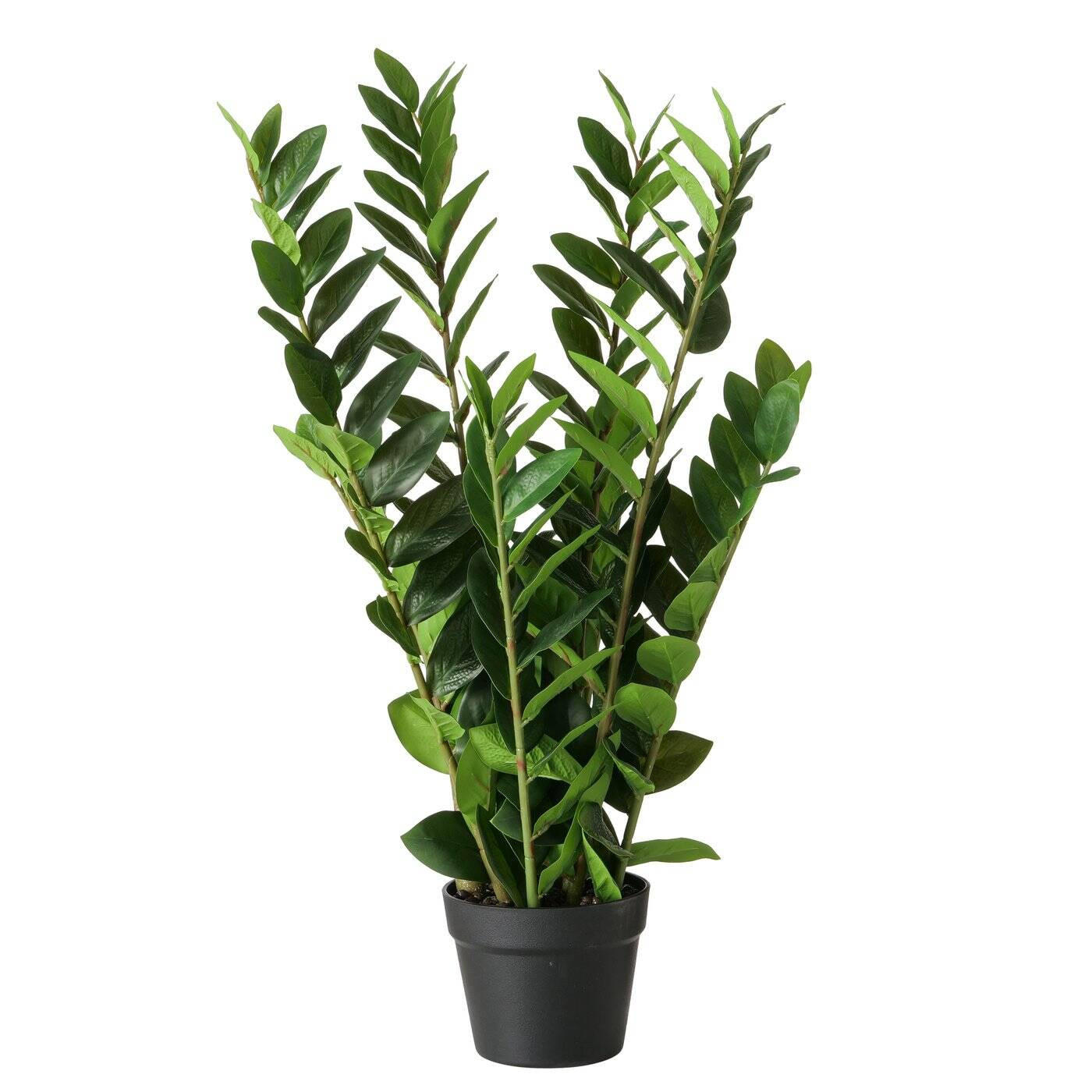 KUNSTPFLANZE Zamioculcas 76 cm - Grün, Kunststoff (76cm) - Boltze Home