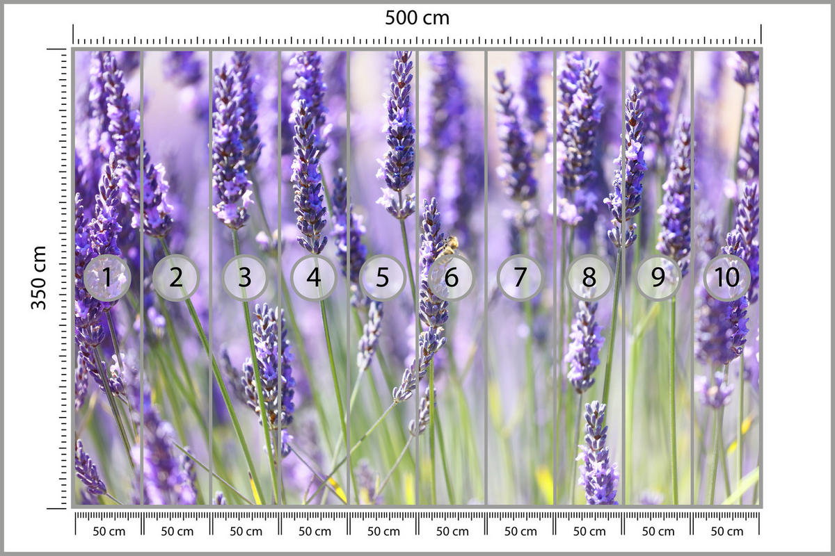 FOTOTAPETE für Küche Lavendelwiese Blumen Kräuter 500x350 - Violett/Grün, Papier (500/350cm) - Muralo